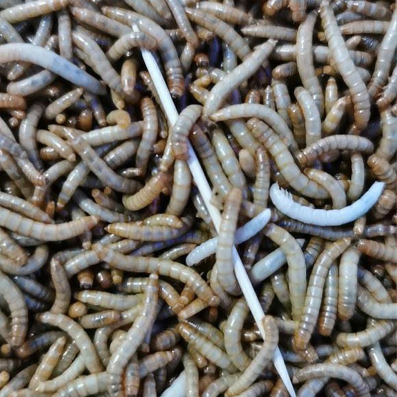2kg Dried Mealworms
