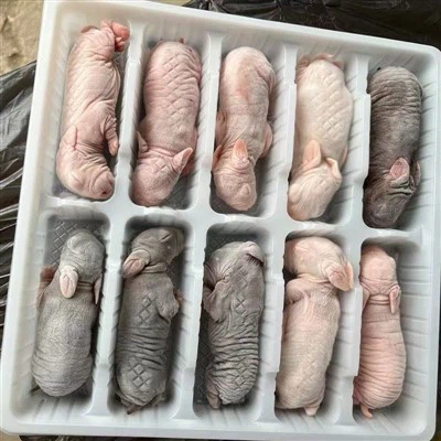 Czy są jakieś różnice w smaku między samcami i samicami zamrożonych całych kr...